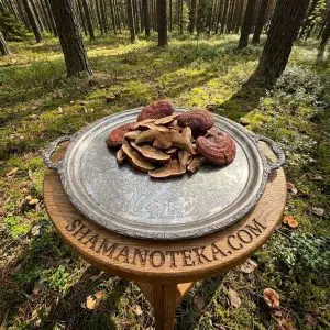 Грибы Рейши (Ganoderma lucidum) 100g.
